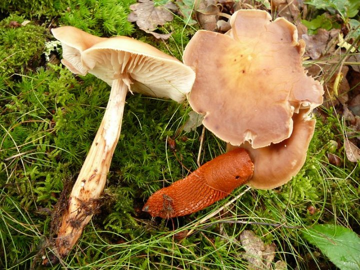 Miam, des collybia fusipes !